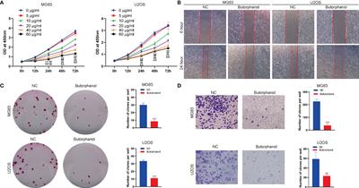 Butorphanol Suppresses the Proliferation and Migration of Osteosarcoma by Promoting the Expression of piRNA hsa_piR_006613